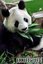 Immmagine evento